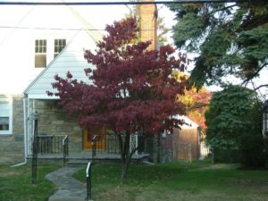 dogwoodfallcolor_small.jpg